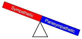 Balance between parasympathetic and sympathetic